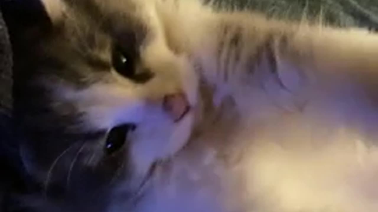 (OC) never a cat person till this little fuzz ball showed up#2023 viral video