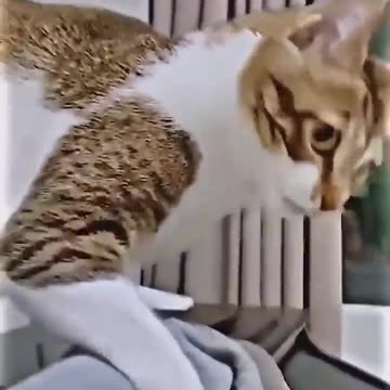 Funny Animal Video