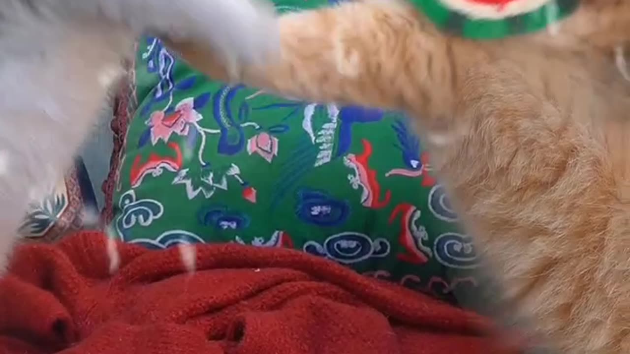 Funny cat video