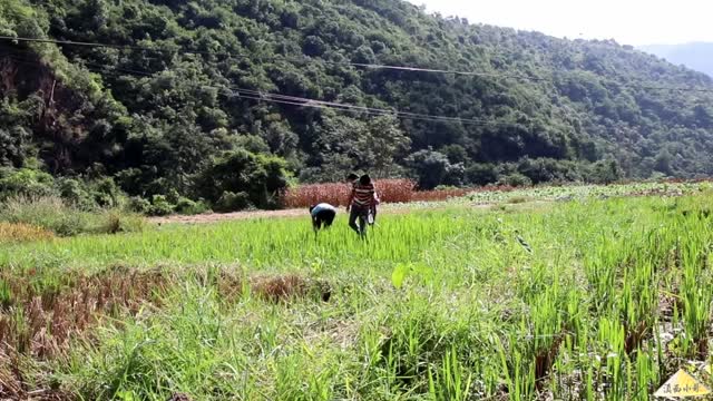 Catch Clean Cook Grasshoppers and Kids Drinking Polluted Water in Yunnan China