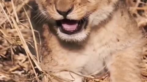 The little lion is cute