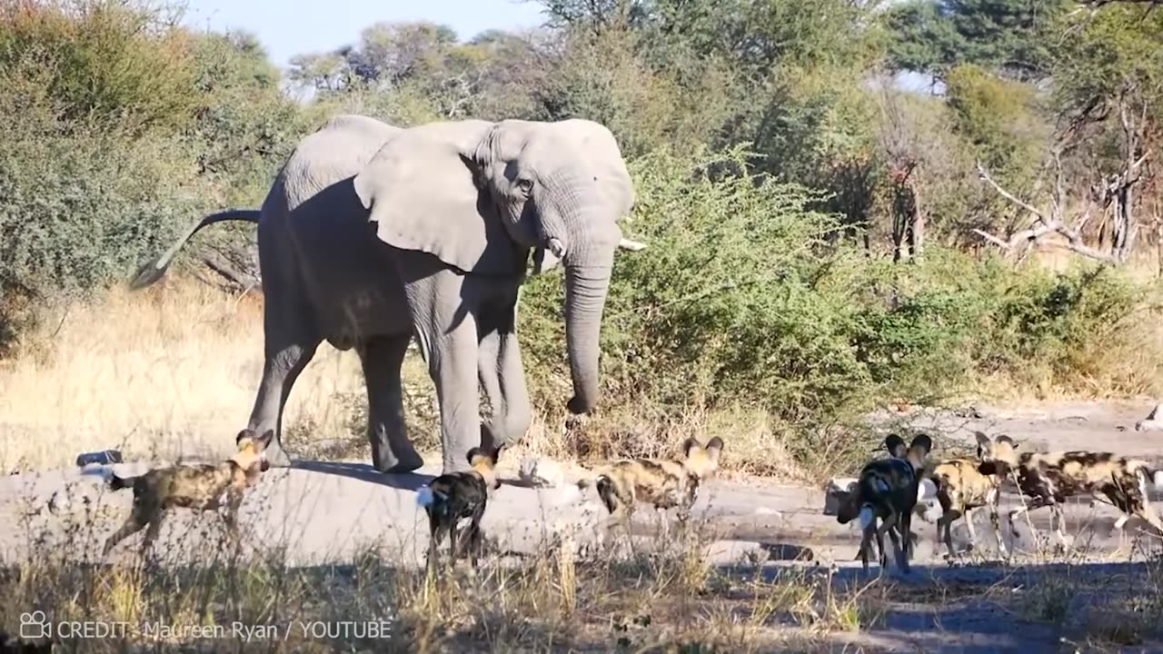 Animals Messing With The Wrong Opponent!