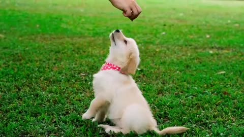 Puppy can't contain his excitement when owner comes home