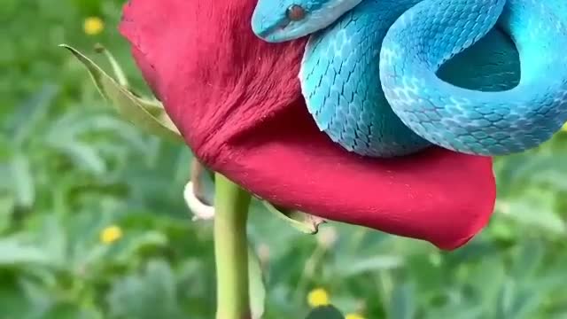 beautiful blue snake