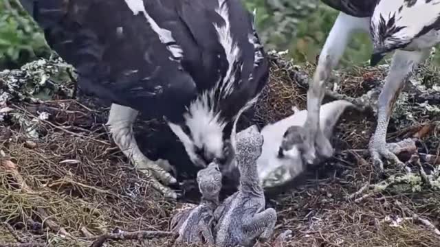 Eagle feeding its chicks