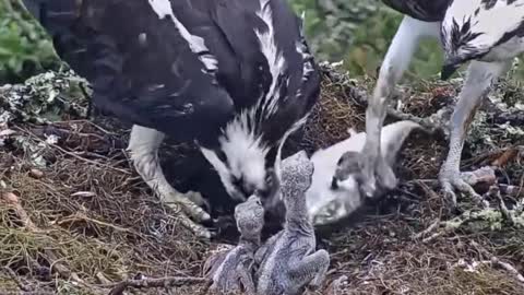 Eagle feeding its chicks