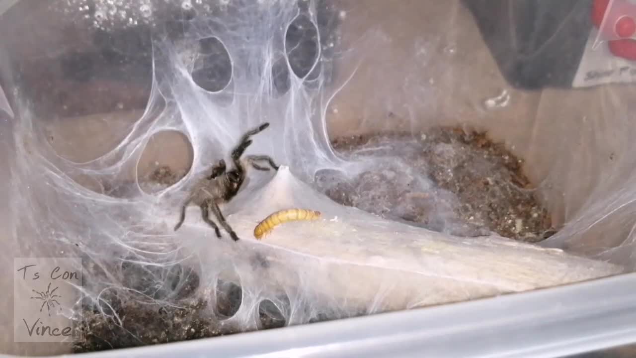 FEEDING TARANTULA GOING WILD