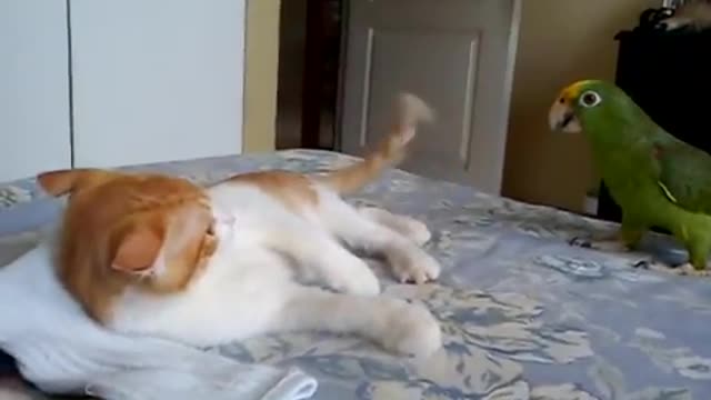 Cat and parrot funny video