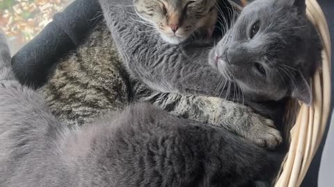 Cozy Cats Cuddle In Basket