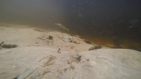 Friendly Fish