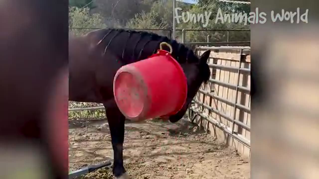 Funny best animals dogs and cats funniest videoππ€£πππ
πβΊππ€₯