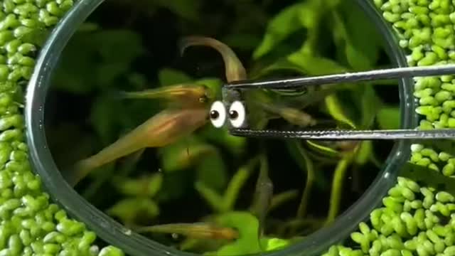 Have you ever Seen a Fish Brain? ðŸ§
