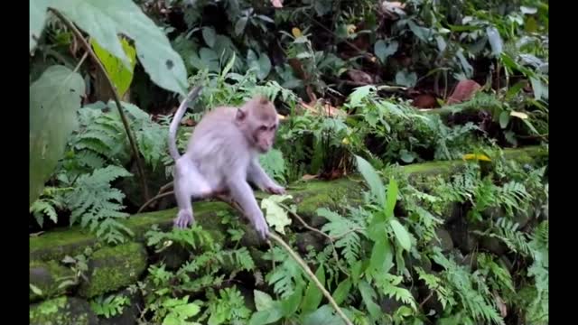 Funny monkey messes with branch