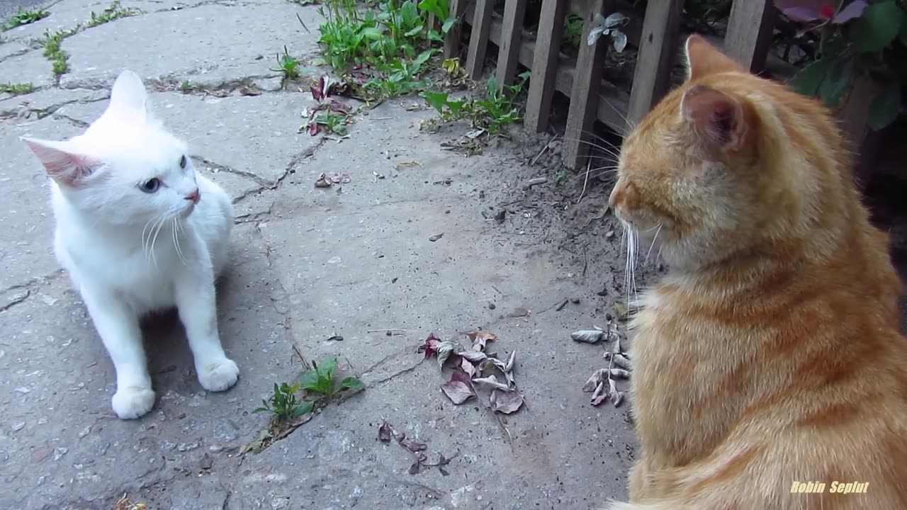 White cat very angry