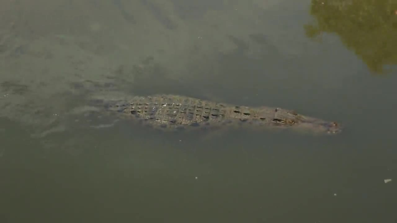 Please reply Alligator