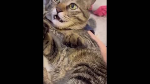 Funny cats video