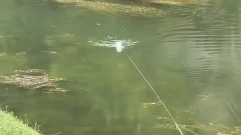 This is a beautiful and charming water-dwelling species