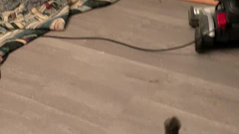 My Co-host Jack Demands the Spotlight