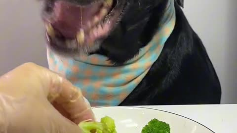 Crunch Time Bliss: Dog Eats Carrots ASMR