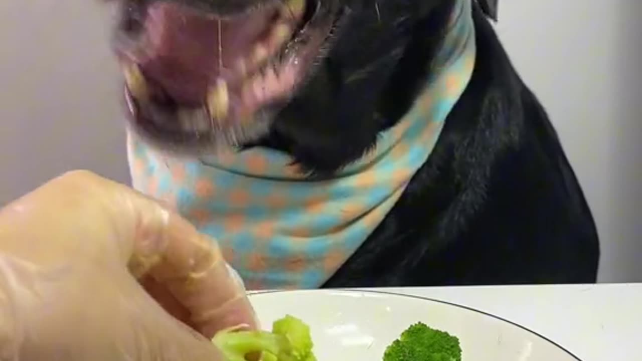 Crunch Time Bliss: Dog Eats Carrots ASMR