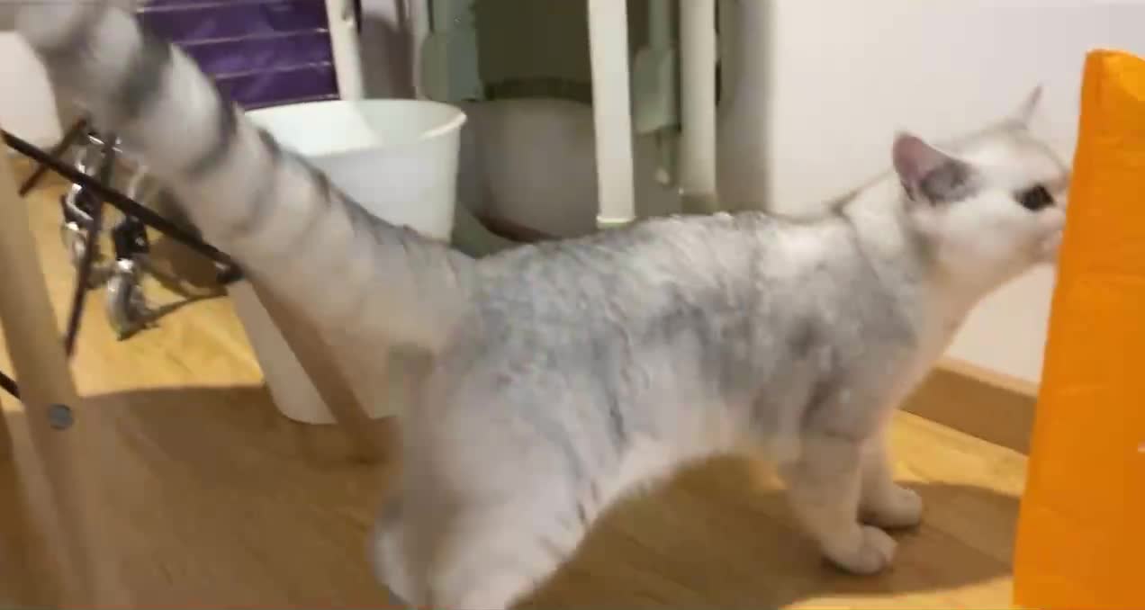 See what this kitten is doing, it is really interesting