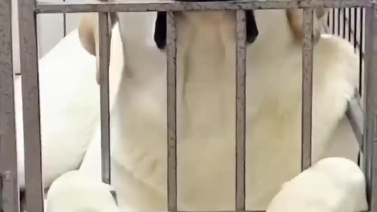 FUNNY ANIMAL VIDEO!
