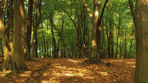 Relaxing Music | Sleeping, Meditation, Stress Relief | [5994] ⭐️