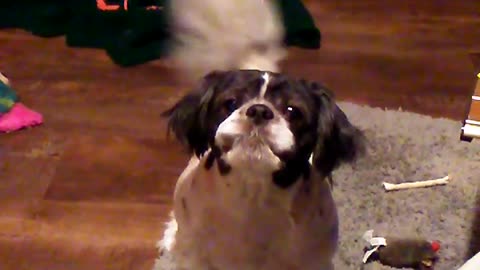 Is mumma home... Max the wonder dog...