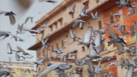 Beautiful pigeons are flying and feeling so happy