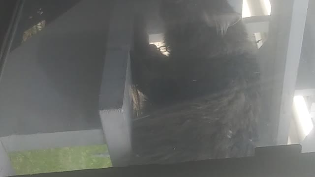 Kitten Freaks Out at Neighbors Cat thru Window