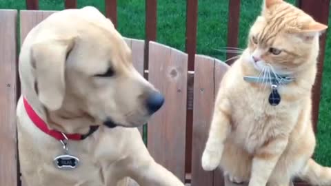 Funny Cats and Cats