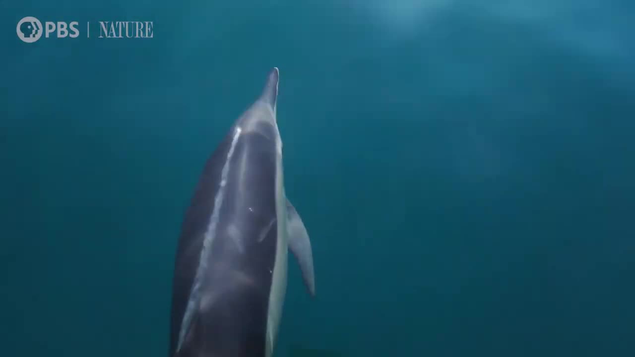 How Orcas Hunt Dolphins