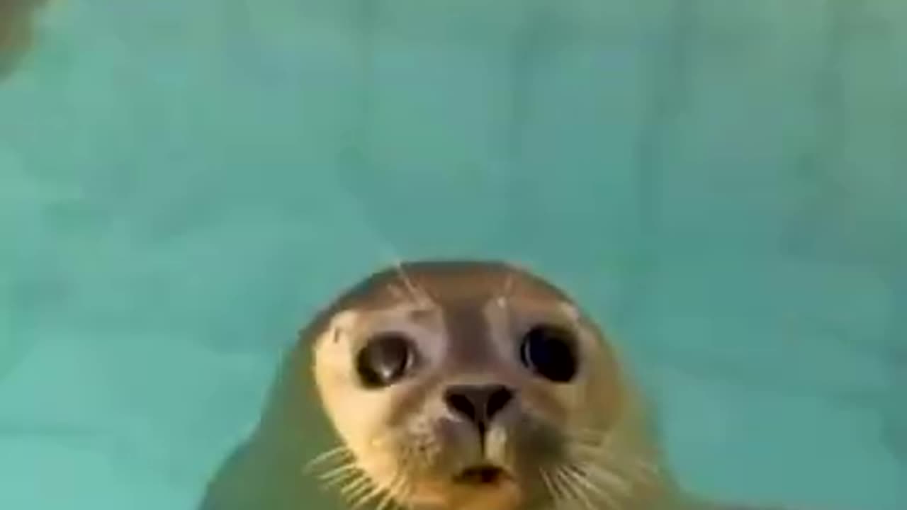 How adorable is this seal #shorts #viral #shortsvideo #video