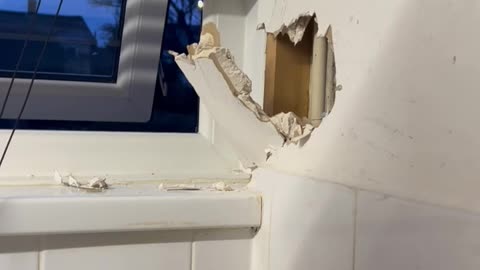 Bird Pops Out of Wall and Flies Away