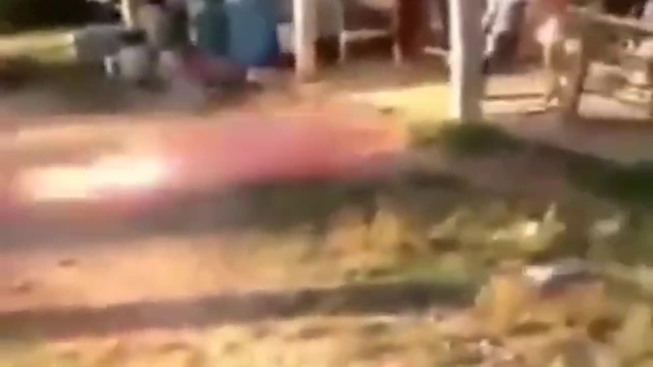 cats and dogs