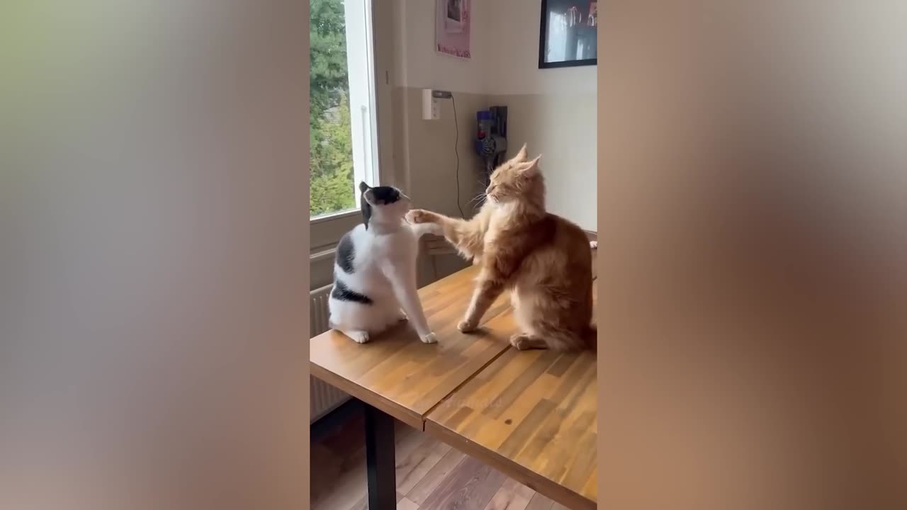 Best Funny Animal Videos Of The 2022 🤣 - Funniest Cats And Dogs Videos 😺😍 (33)