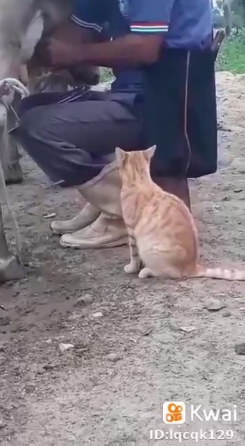 Cat Drinking Cows Milk