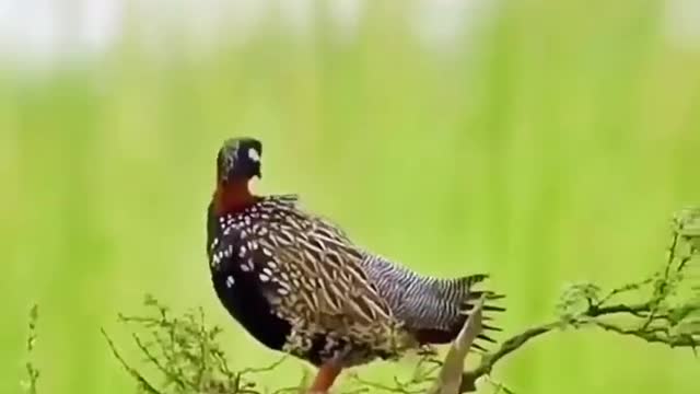 A bird you've never seen before