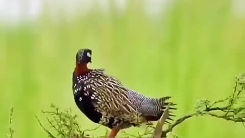 A bird you've never seen before