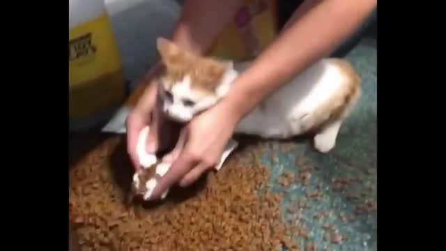 cute & funny dog and cat -tik tok funny dog and cat video