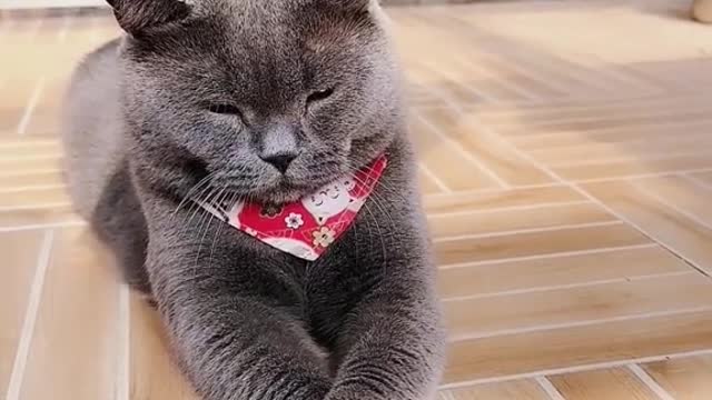 usually a troublemaker #puppycute #cutepuppy #cutecat #fyp