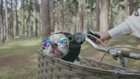 Chihuahua dog in bicycle basket taking a walk