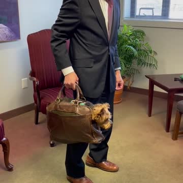 Take your Yorkie to work day