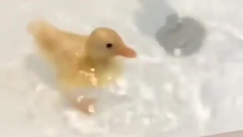 Little ducks swim