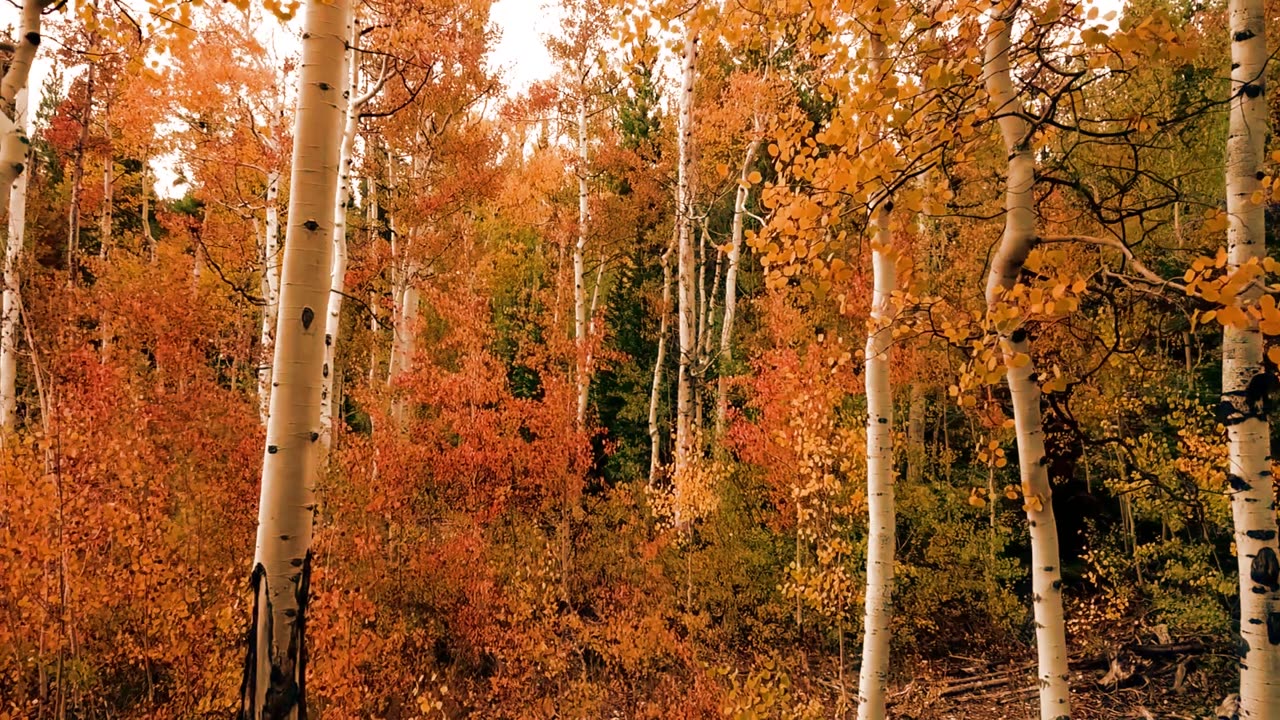 Enjoy Birch autumn trees in 4K UHD