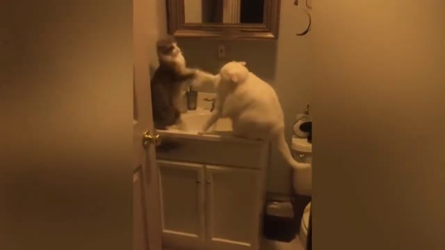 Cats Fighting Each Other Goes Wild
