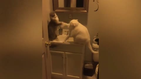 Cats Fighting Each Other Goes Wild