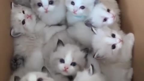 So cute pets