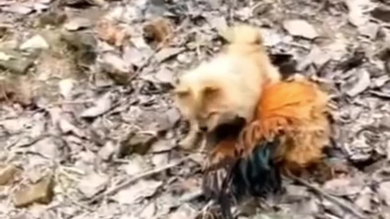 Cock 🐓 VS Dog 🐕 funny video clips 🤣🤣🤣