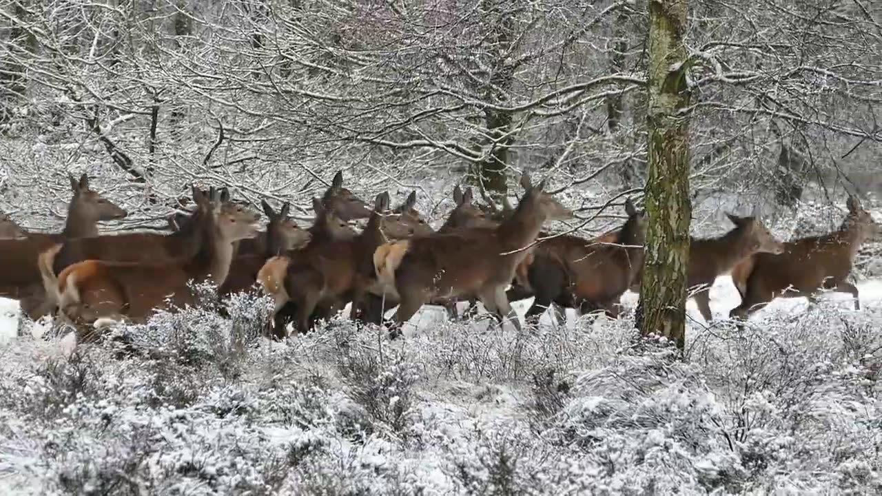 A family of animals grazes peacefully in a meadow.